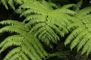 fern-549378_960_720