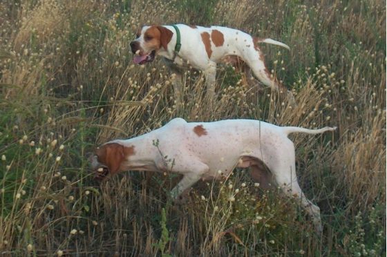 Collina di Saint Vincent  Area di addestramento cani o regalo pre elettorale?